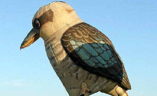 This giant Queensland Blue Kookaburra will be flying over Warwick’s “Treehenge” this Friday. This giant Queensland Blue Kookaburra will be flying over Warwick’s “Treehenge” this Friday.